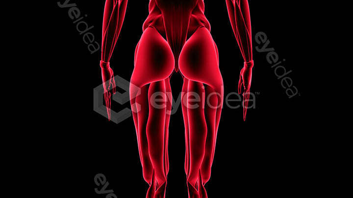 Human Revealed Images Library