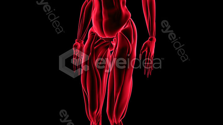 Human Revealed Images Library