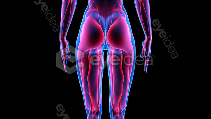 Human Revealed Images Library