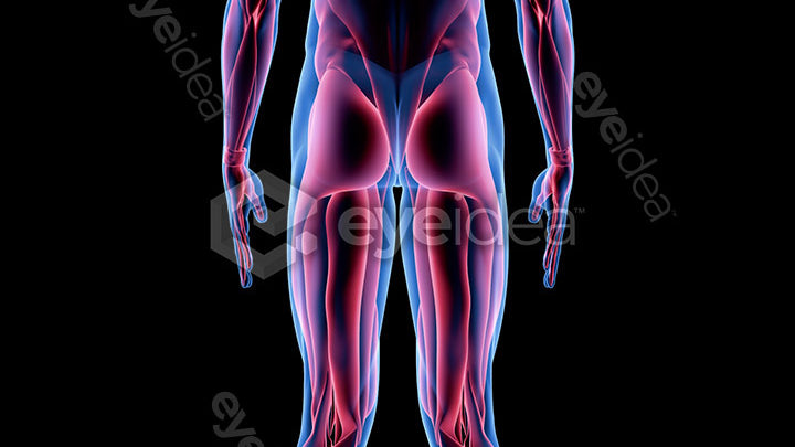 Human Revealed Images Library