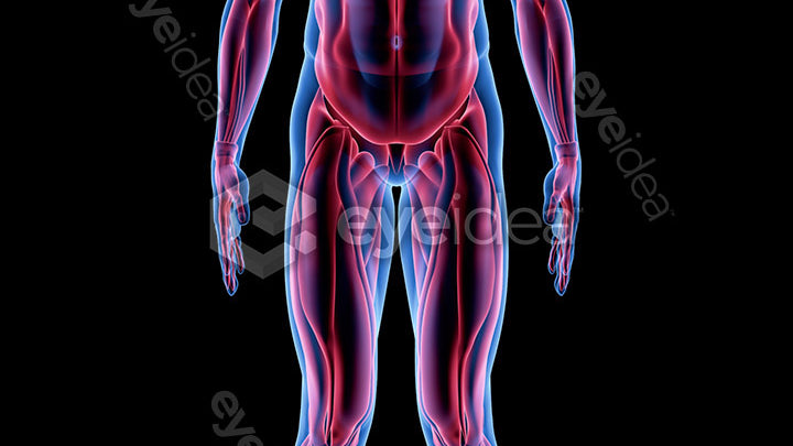 Human Revealed Images Library