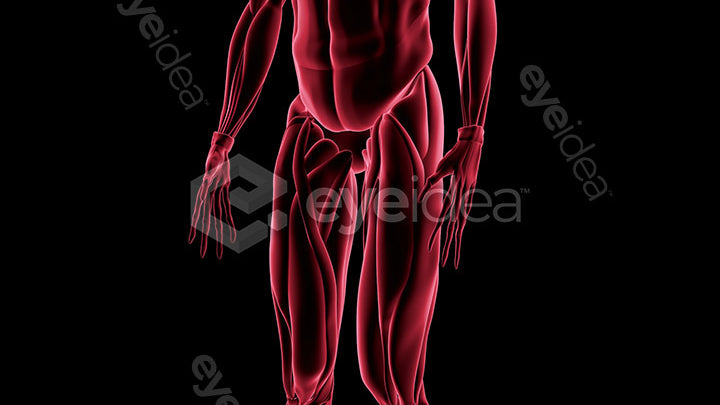 Human Revealed Images Library
