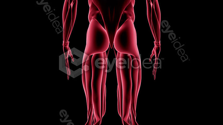 Human Revealed Images Library