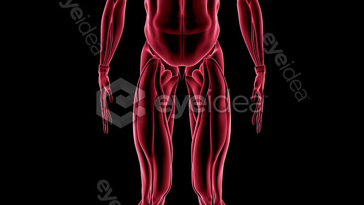Human Revealed Images Library