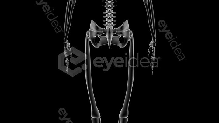 Human Revealed Images Library