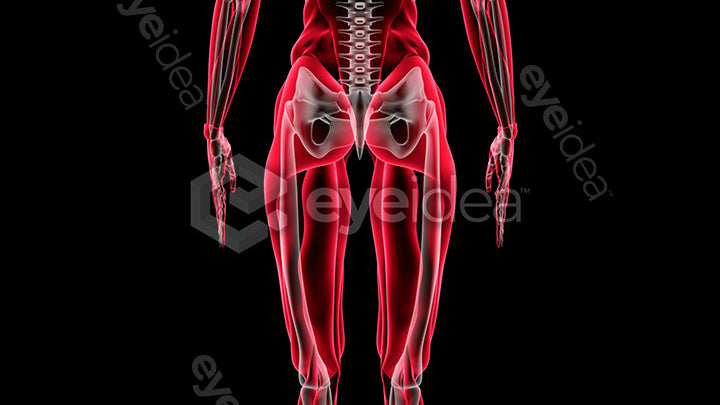 Human Revealed Images Library