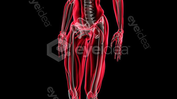 Human Revealed Images Library