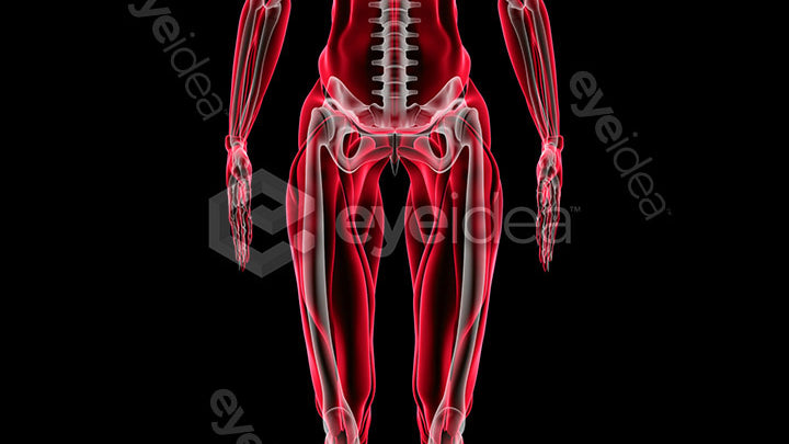Human Revealed Images Library