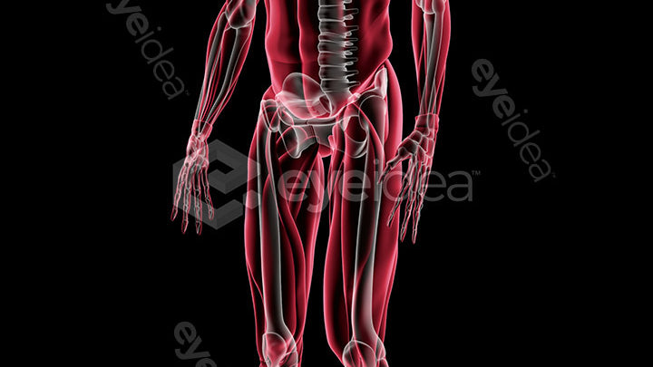 Human Revealed Images Library