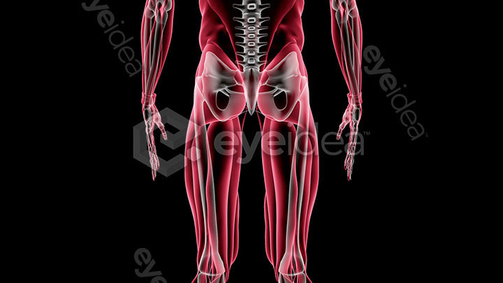 Human Revealed Images Library