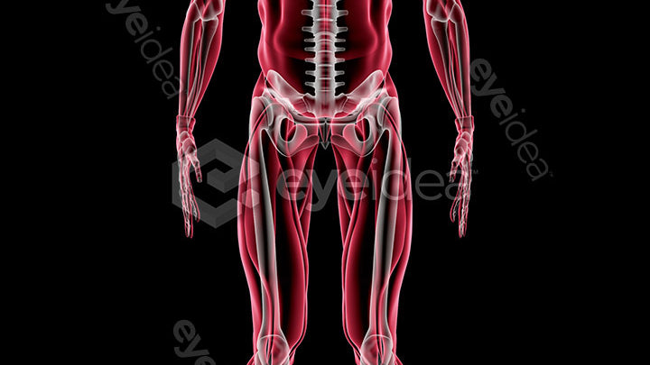 Human Revealed Images Library