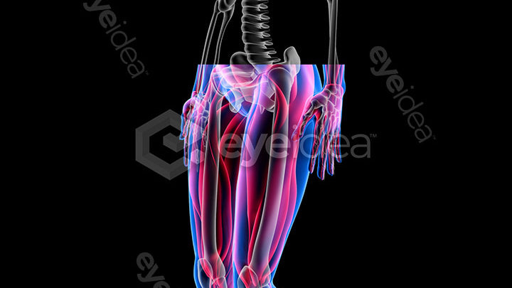 Human Revealed Images Library