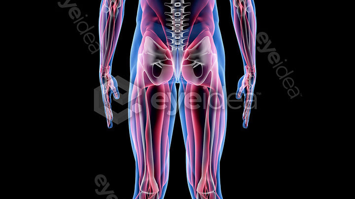 Human Revealed Images Library