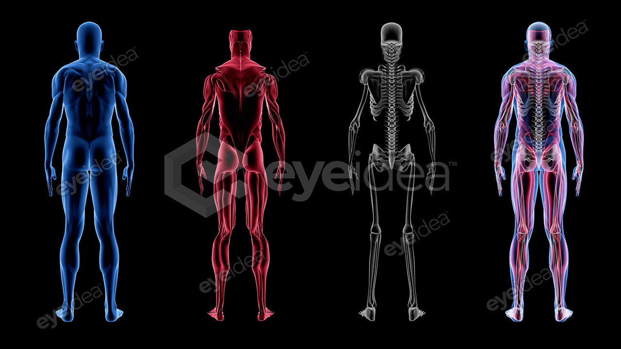 Human Revealed Images Library