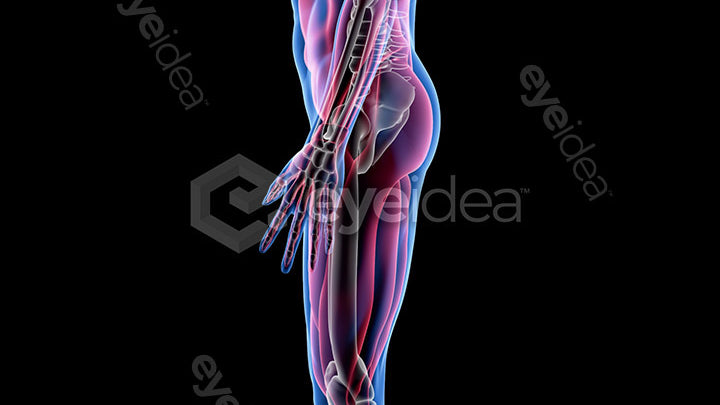 Human Revealed Images Library