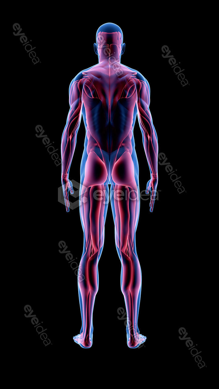 Human Revealed Images Library