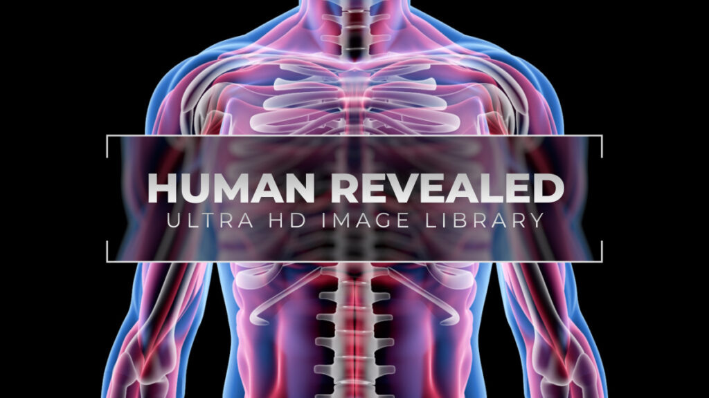 Human Revealed » 56 Stock Images Pack V.1