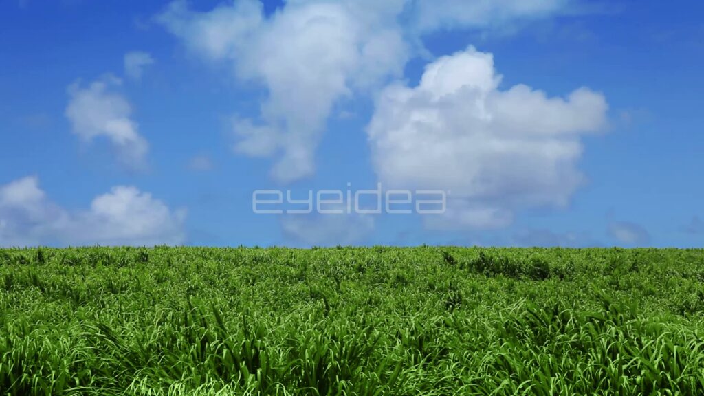 Green Sugarcane Field under Blue Sky with White Clouds
