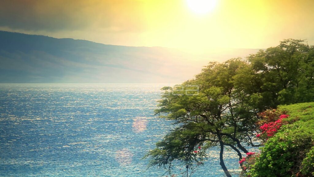 Golden Sun over Ocean with Flowering Tree on Maui Coast
