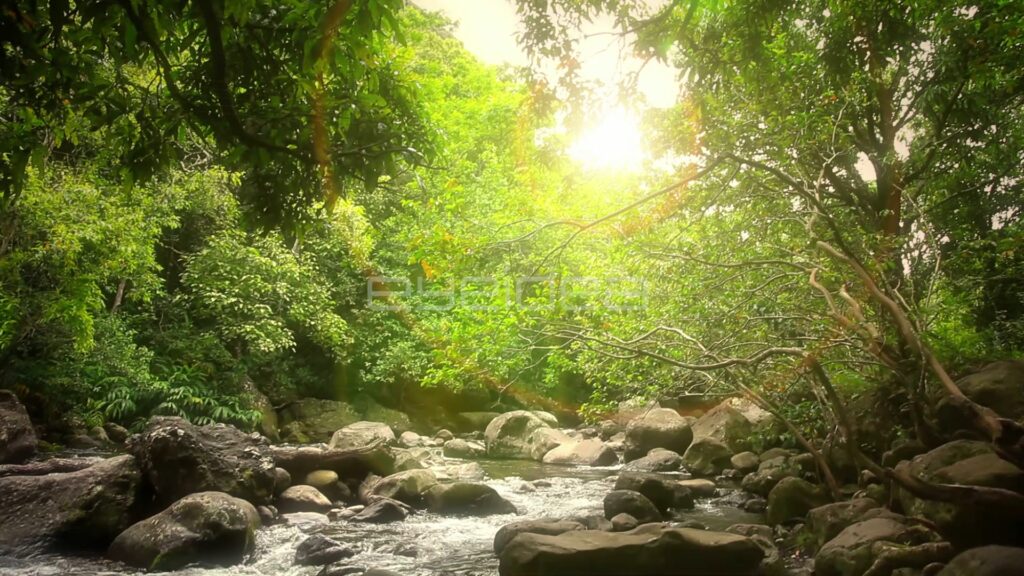 Sunlight Through Jungle Canopy over Boulder-Filled Creek