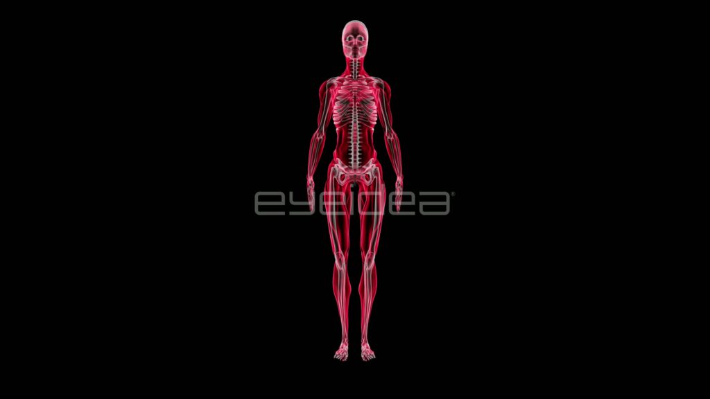Red Female Muscle and Skeleton Figure with Copy Space
