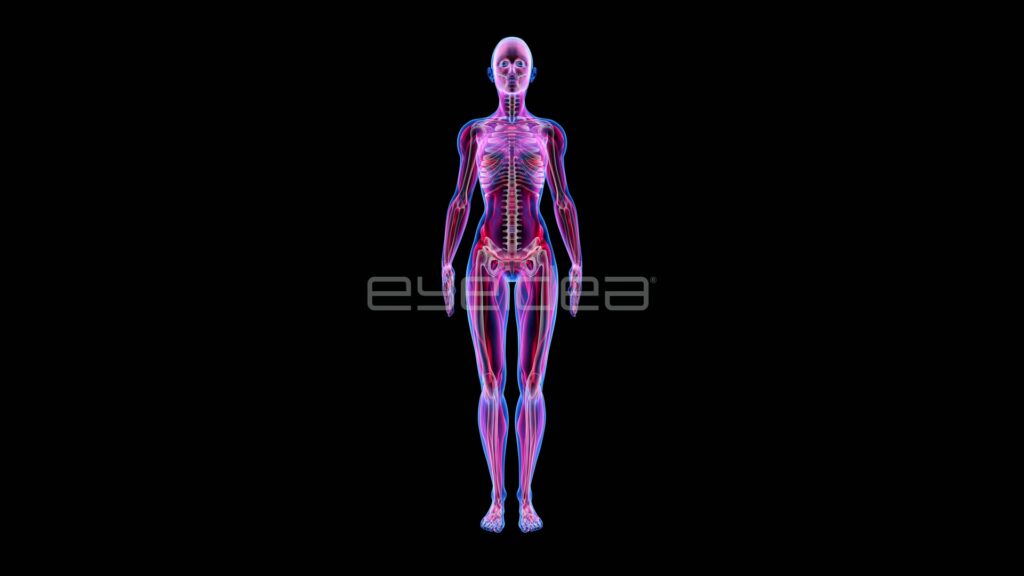 Translucent Female Anatomy Standing Center Frame