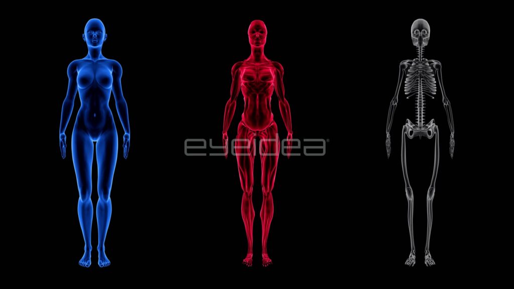Blue, Red and Grey Female Anatomy Figures in a Row