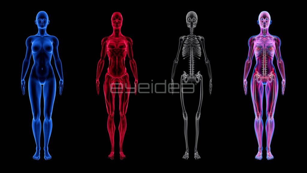 Four Female Anatomy Layers Side by Side