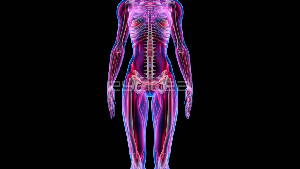 Close-up of Female Torso, Spine and Pelvis Anatomy