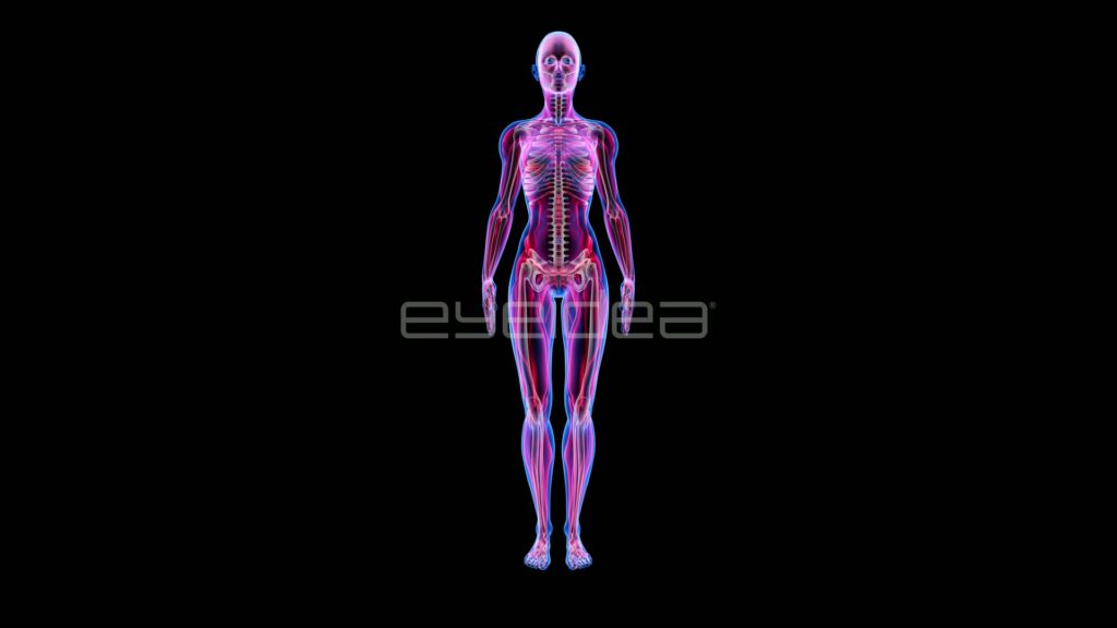 Pink Translucent Female Anatomy with Copy Space