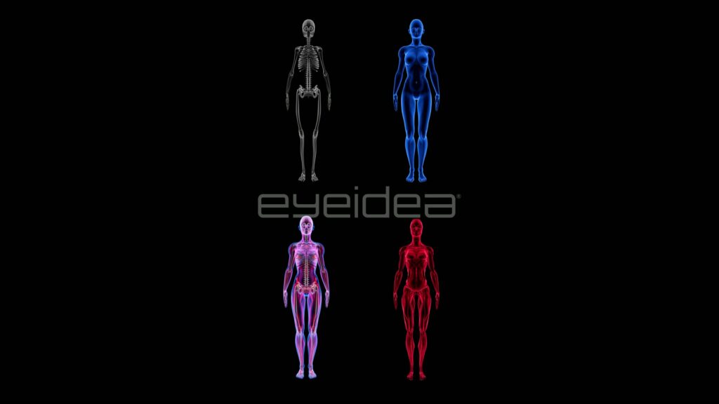 Four Female Anatomy Layers in Two-by-Two Grid