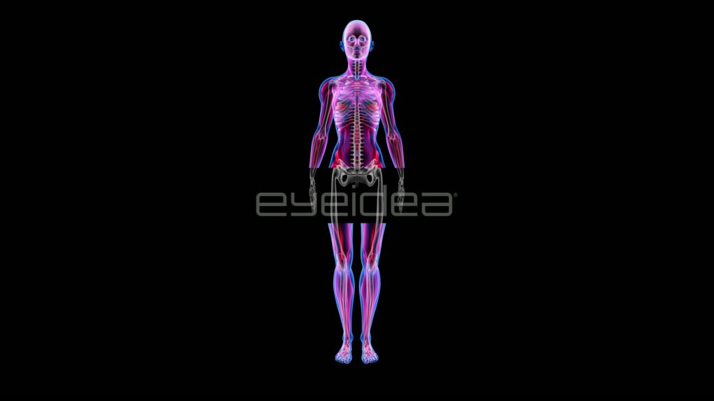 Female Anatomy with Layer Wipe Revealing Skeleton