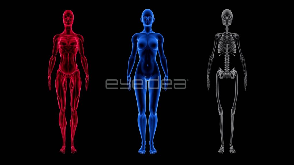 Red, Blue and Grey Female Anatomy Figures in a Row