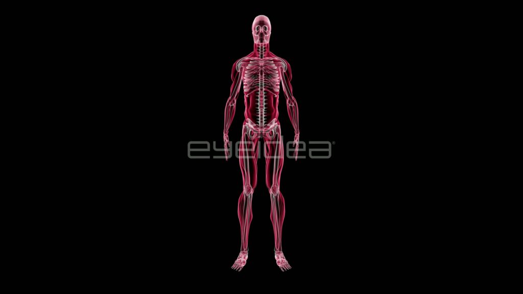 Red Male Muscle and Skeleton Figure with Copy Space