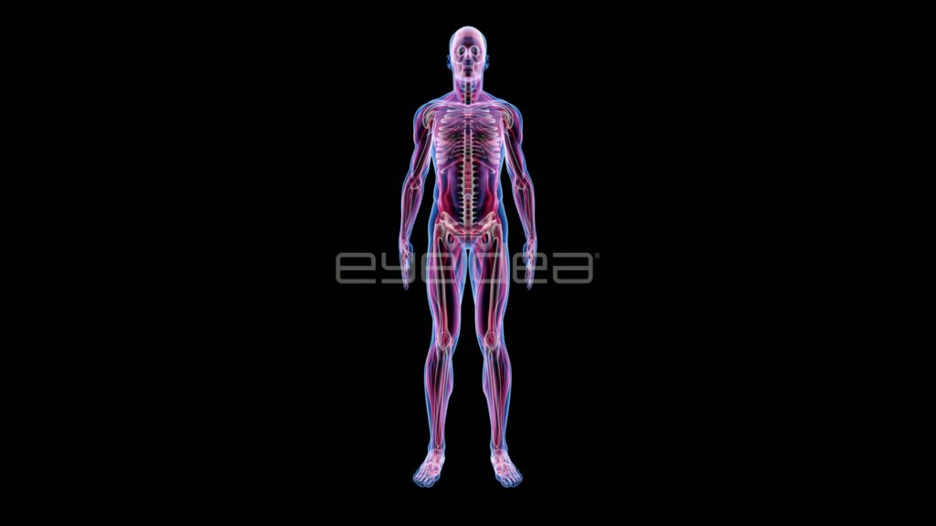 Pink Translucent Male Anatomy with Copy Space
