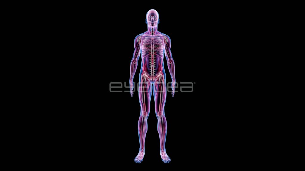Translucent Male Anatomy Standing Center Frame