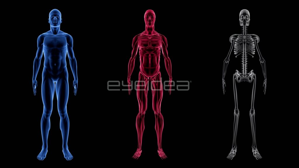 Blue, Red and Grey Male Anatomy Figures in a Row
