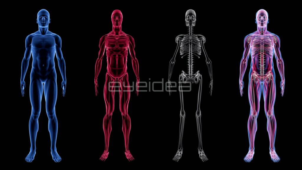 Four Male Anatomy Layers Side by Side