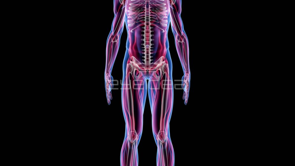 Close-up of Male Torso, Spine and Pelvis Anatomy