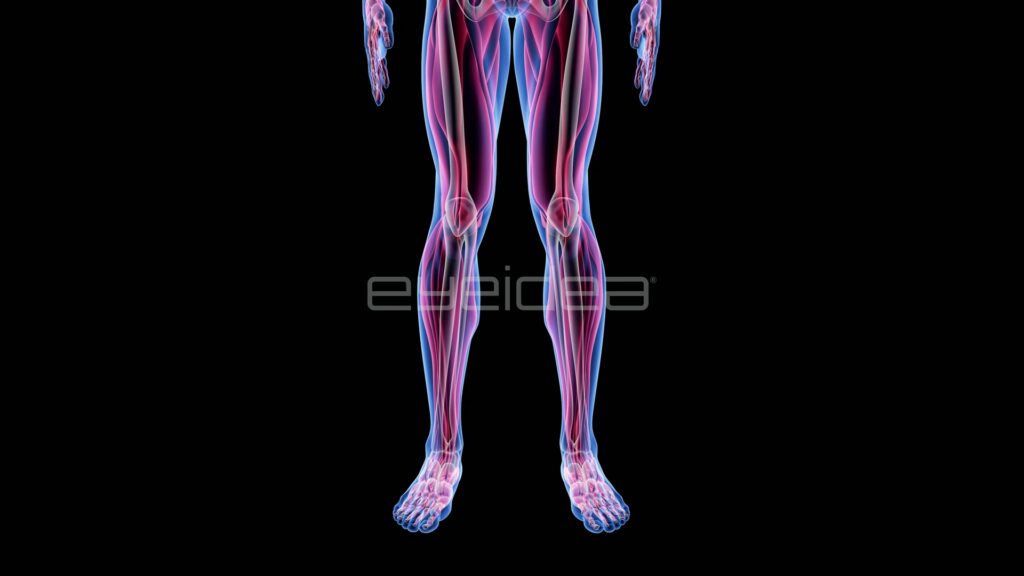 Close-up of Male Legs with Muscles and Bones