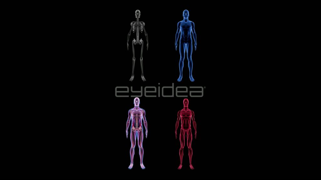 Four Male Anatomy Layers in Two-by-Two Grid