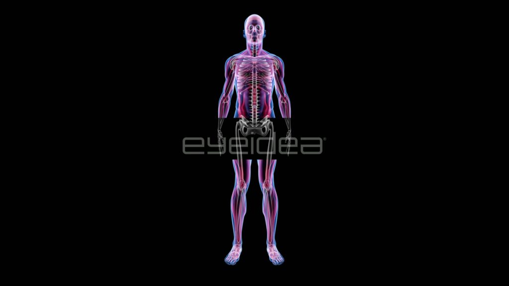 Male Anatomy with Layer Wipe Revealing Skeleton