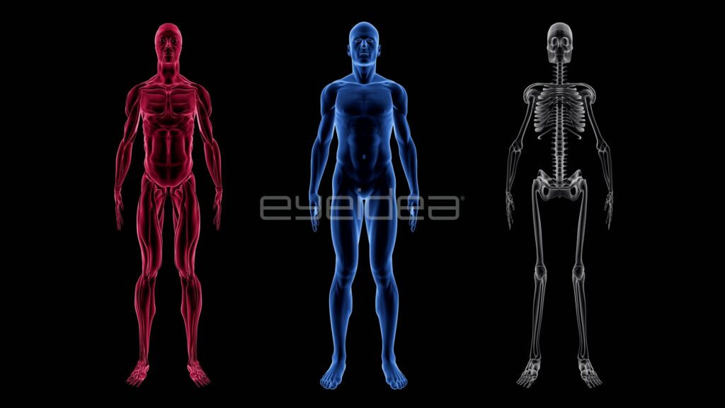 Red, Blue and Grey Male Anatomy Figures in a Row