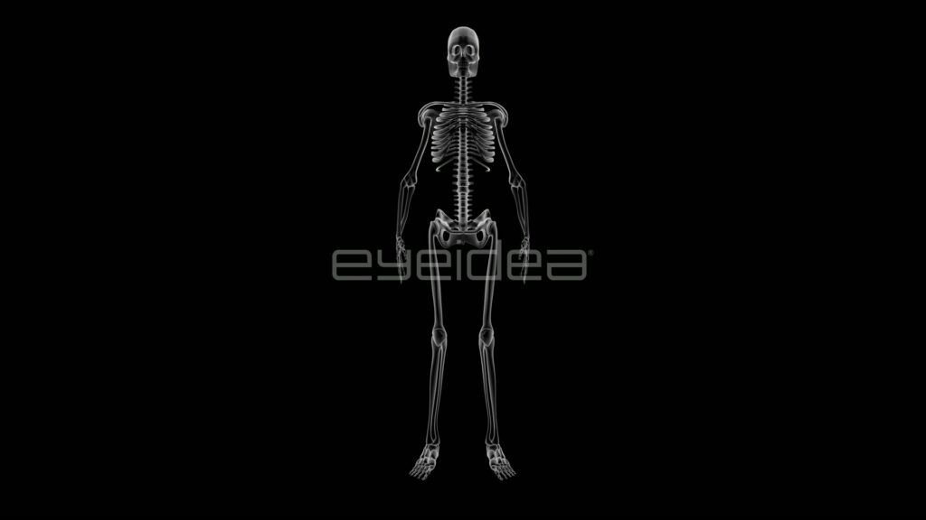 Grey Male Skeleton Turning with Copy Space