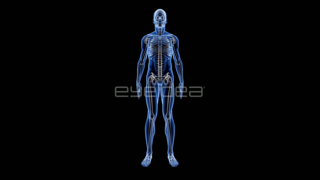 Blue Translucent Male Body Showing Skeleton