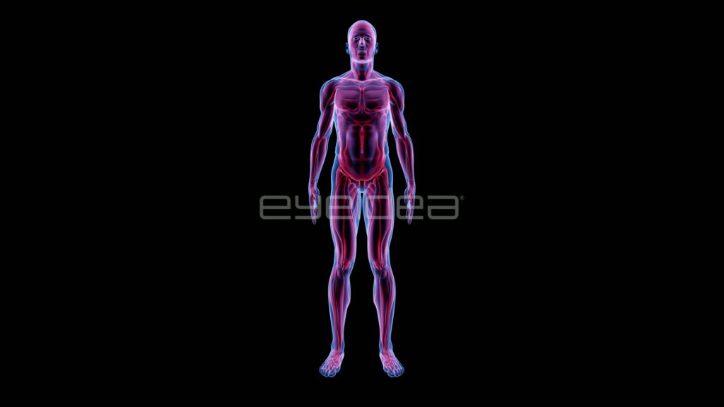 Purple Translucent Male Body Showing Muscles