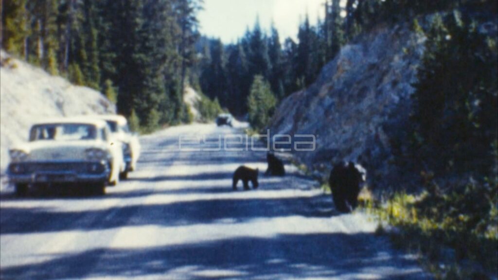 Black Bears Walking on Road Beside Cars (Archival 1950s)