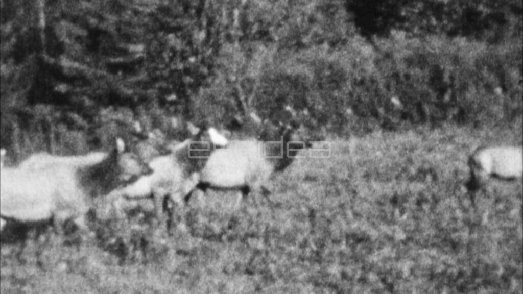 Elk in a Meadow (Archival 1940s)