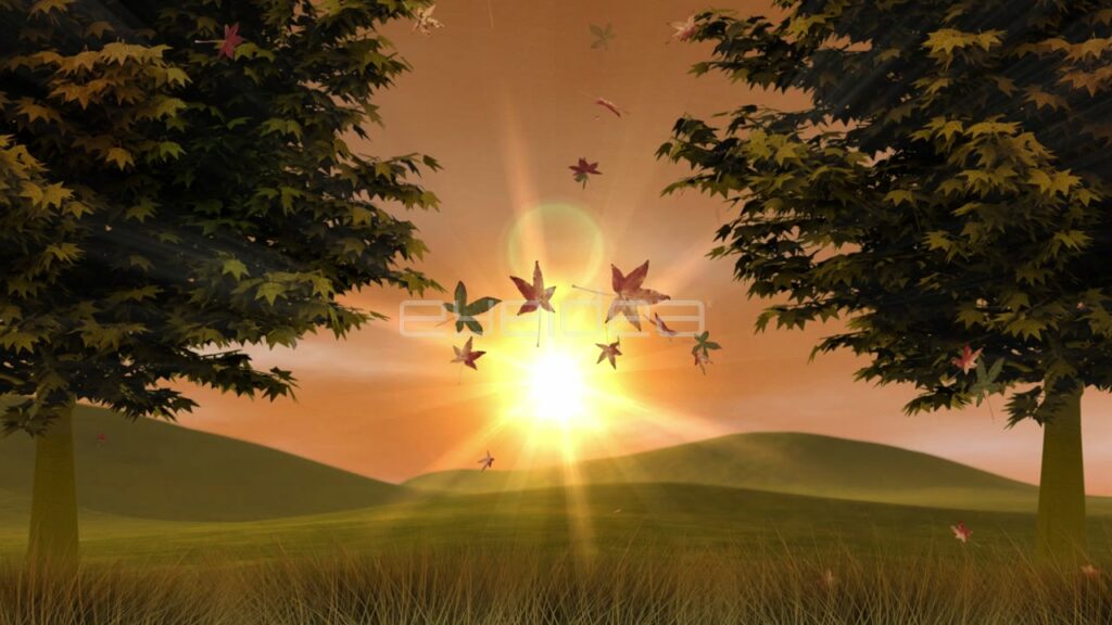 Maple Leaves Falling in Front of Golden Sunset