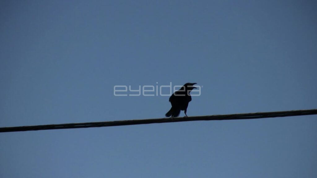 Black Crow Silhouette Perched and Flying on a Wire